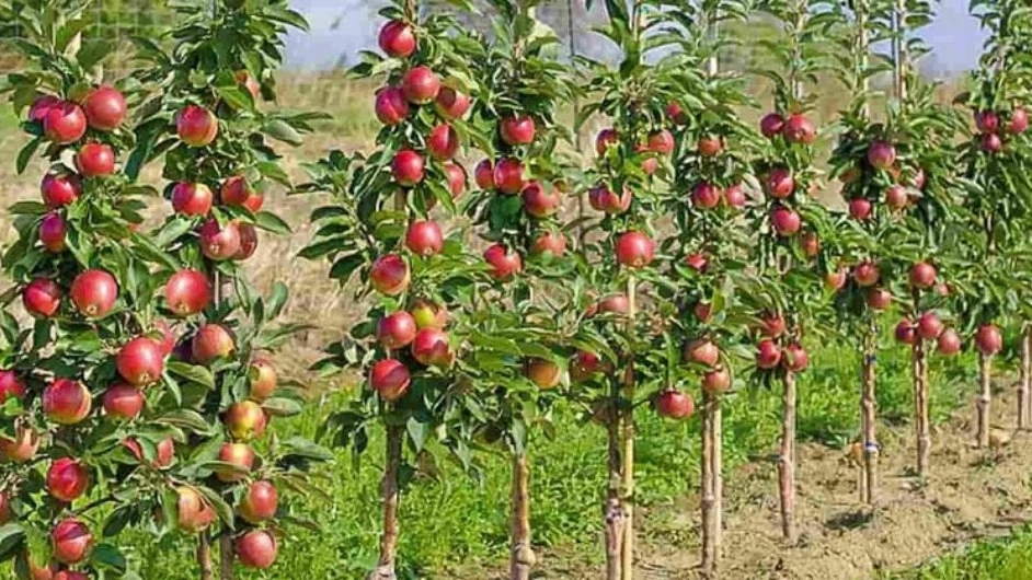 فروش نهال مثمر و غیر مثمر در نقده آذربایجان غربی
