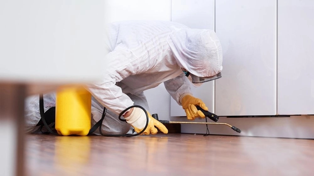 Poya Sam, spraying houses of companies and offices in Shiraz