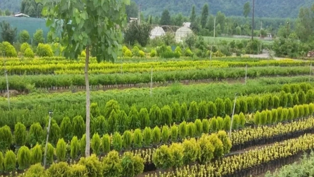 Selling all kinds of seedlings in Miandoab