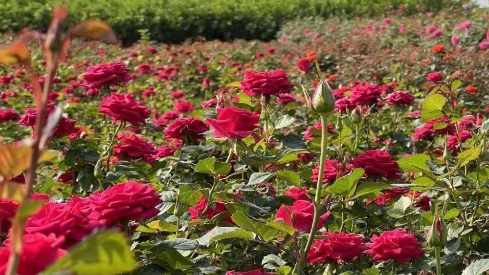 The difference between Iranian roses and Dutch roses