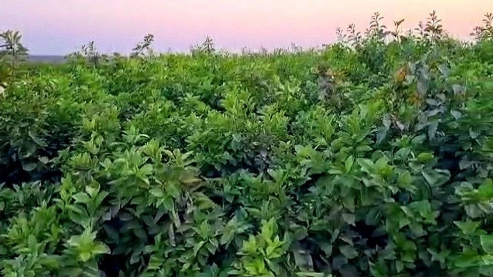 General tips for planting citrus fruits