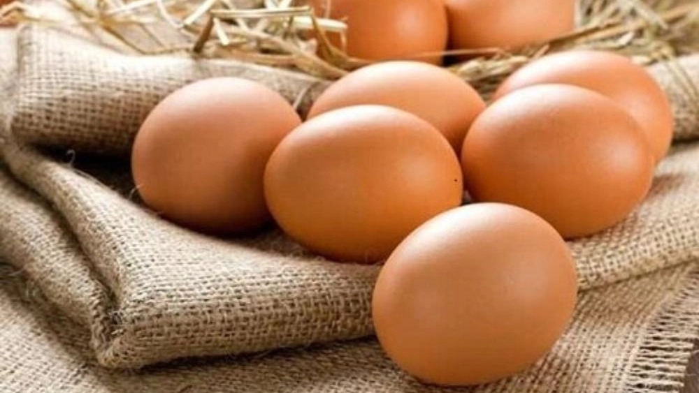 Uncle Ali's farm, wholesale distribution of organic products in Shahrekord