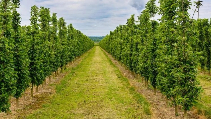 South Dezful diamond nursery
