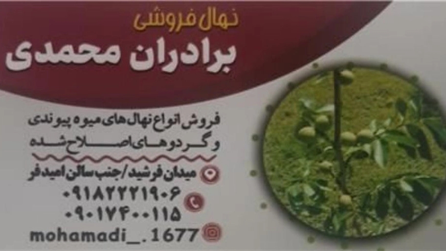 Nahalistan Mohammadi, sale of fruit and walnut seedlings in Hamadan