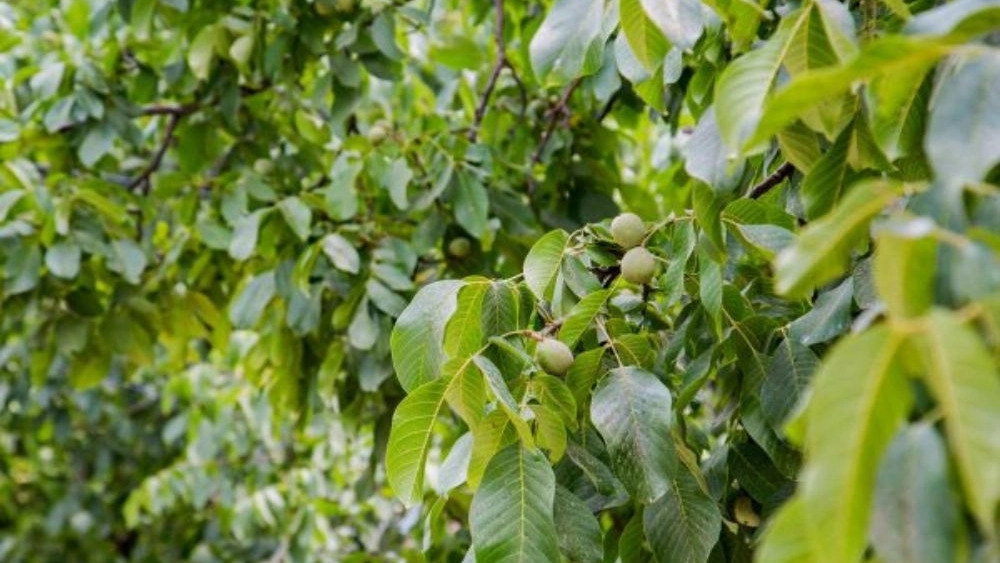 Sale of walnut seedlings in Hamadan
