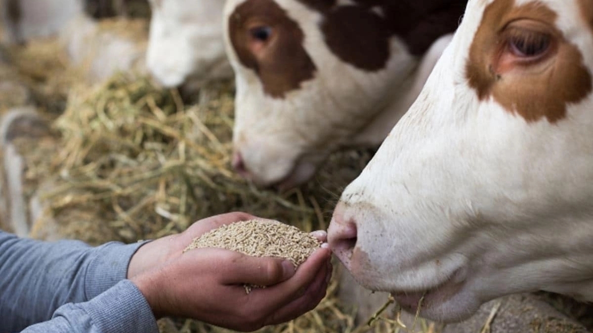 Nomadic animal feed production in Semnan