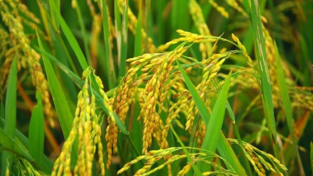 Rice shop in Behbahan