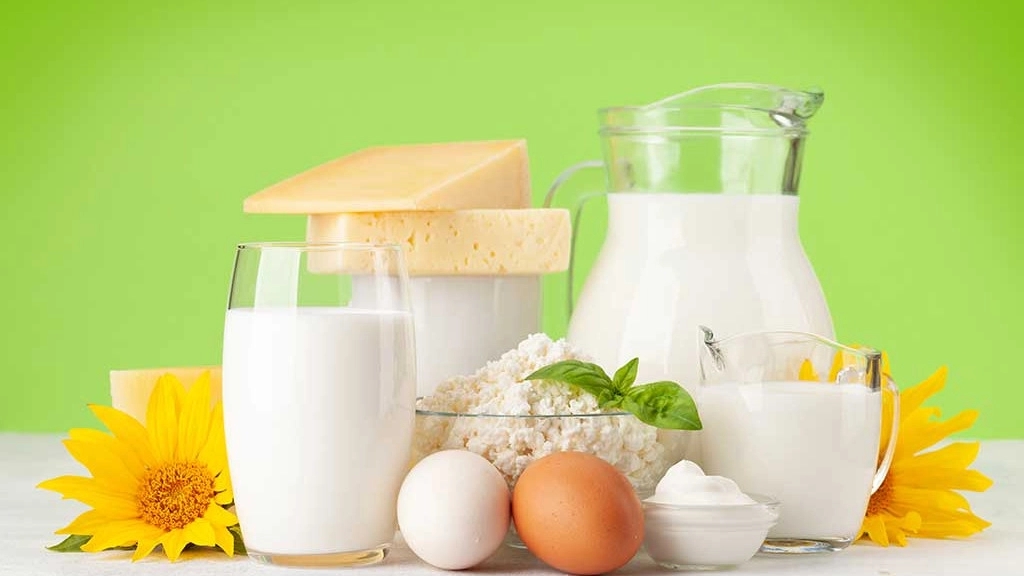 Dairy Voice, Dairy Production and Distribution in Rasht