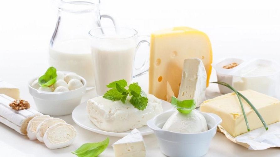 Production and distribution of dairy products in Rasht