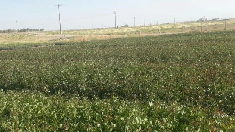 Pistachio Pistachio Nursery in Torbat Jam
