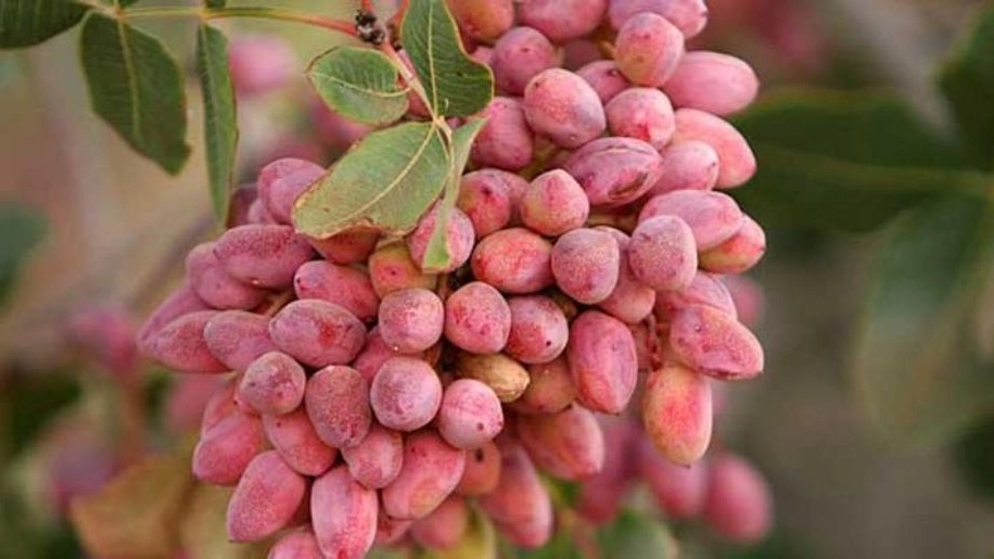Ahmad Aghaei pistachio seedlings