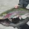 Laleh Al -Fish Eye Company, Salmon Baby Breeding in Mashhad