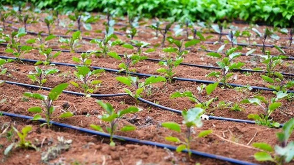 آبیاری قطره ای در اصفهان