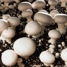 Mushirgari Mushroom Village, Breeding and Sale of Button Mushroom in Tehran