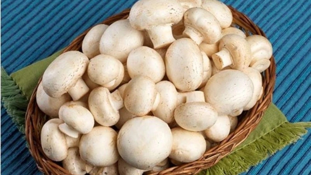 Sell ​​button mushrooms in Tehran