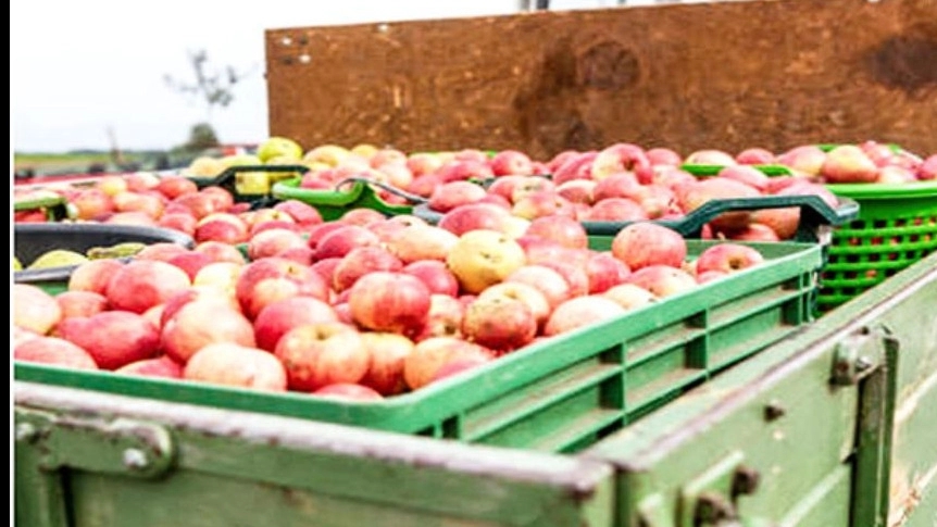 سبد میوه در ارومیه تولیدکننده جعبه پلاستیکی