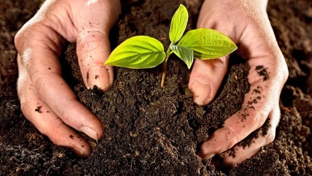 مزایای کود ارگانیک