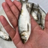 Hashemi's fishing, production and sale of Amor Carp Baby Baby in Sari Mazandaran