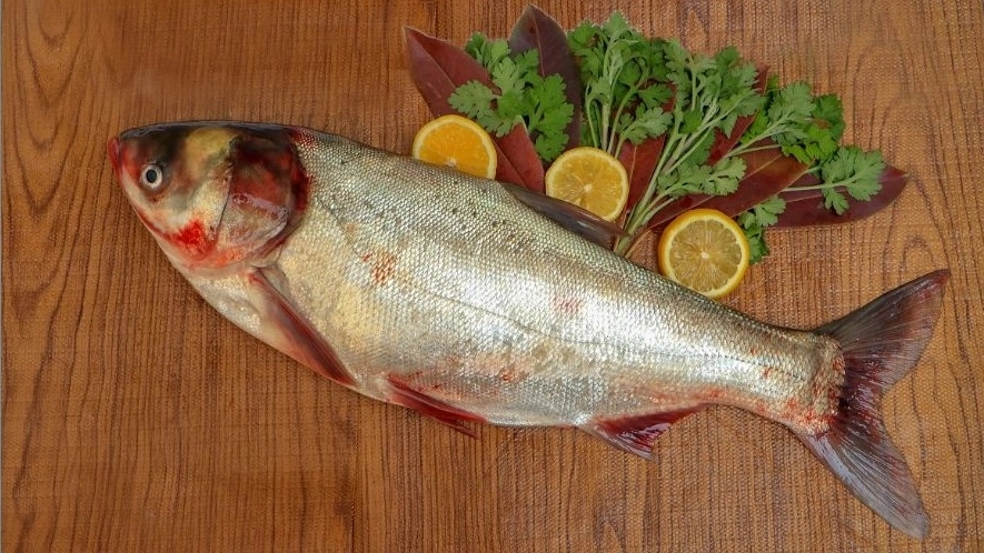 Hashemi's fishing, production and sale of Amor Carp Baby Baby in Sari Mazandaran