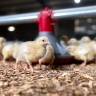Parsian Poultry, Production and Sale of Poultry Poultry Equipment in Tehran
