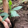 Beneficent Greenery, Production and Sale of Seedlings in Miandoab