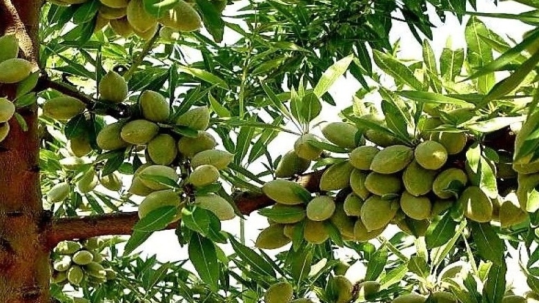 Beneficent Greenery, Production and Sale of Seedlings in Miandoab