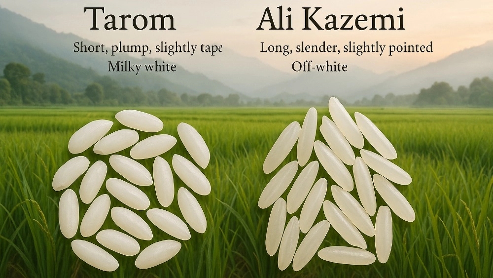Differences of Tarom and Ali Kazemi Fouman; Which rice is more appropriate for you?