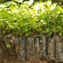 Nursery of Ramin, in -person and in -person sale of seedlings in West Azerbaijan