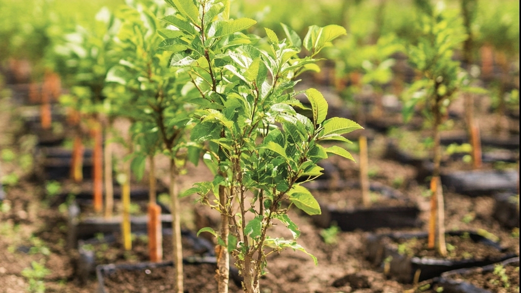 The Impact of Ramin's Nursery Nursery on Increasing Agricultural Production
