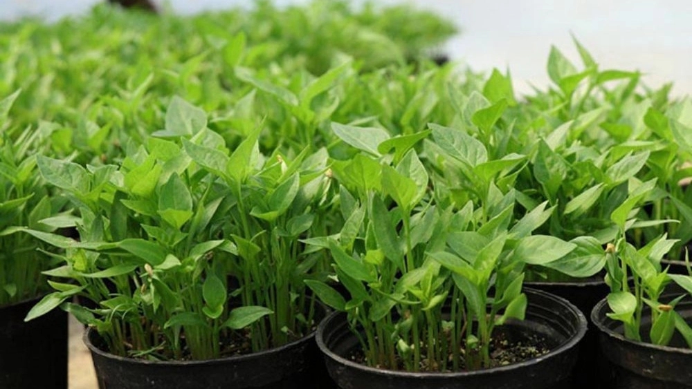 Behkin Company, Production and Sales of Treatment of Vegetables and Vegetables in Karaj