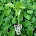 Behkin Company, Production and Sales of Treatment of Vegetables and Vegetables in Karaj