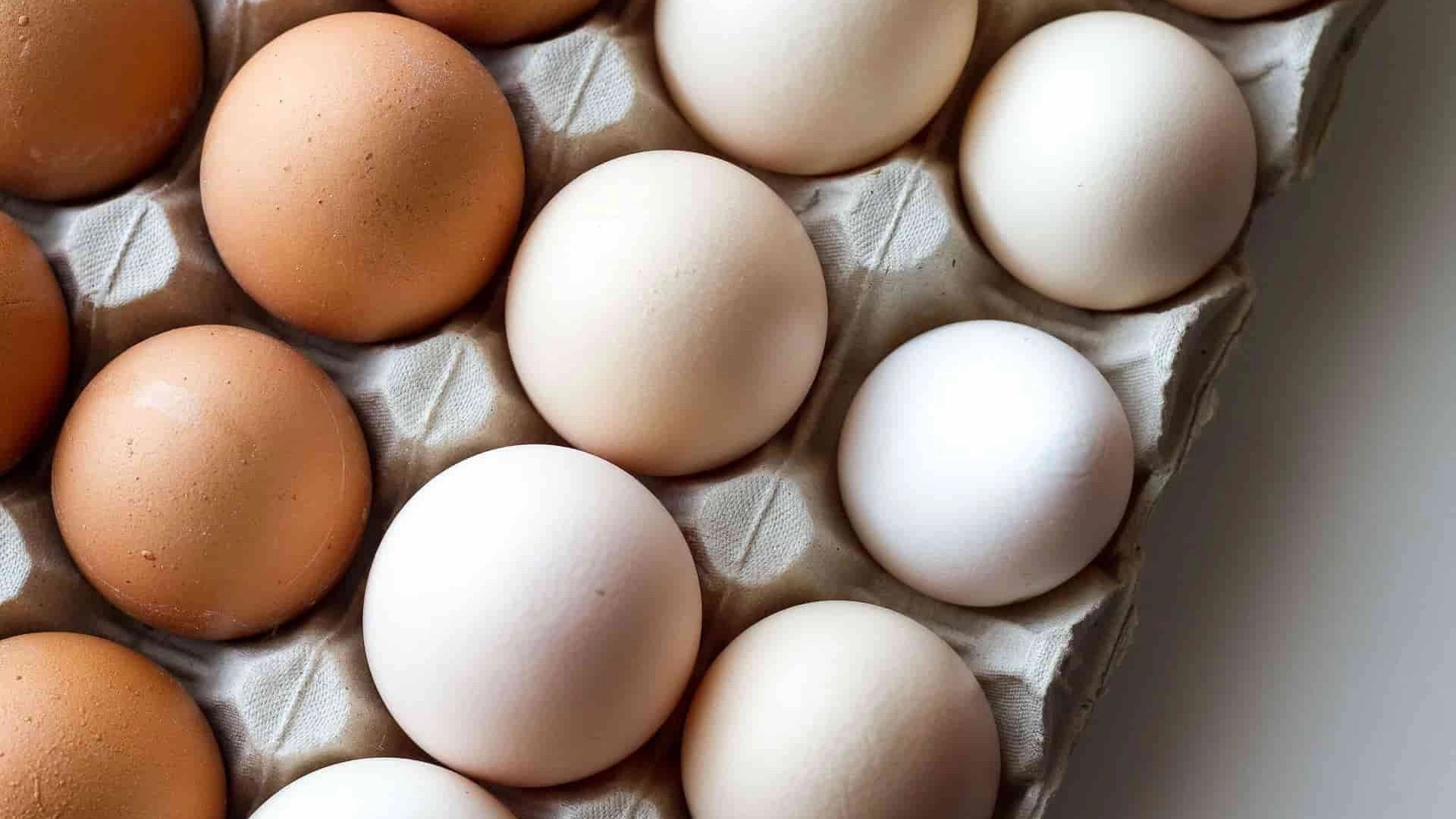 Cardboard Egg Size, Homeland Gold Factory