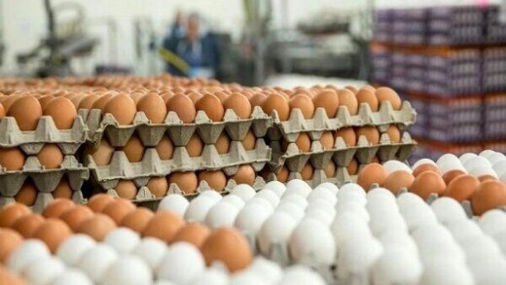 Homeland Zoroastrian Factory, Manufacturing of Cardboard Eggs in Lorestan