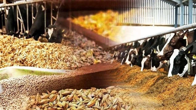 Naqdad Gostar Company, Cotton and alfalfa seed feed sales in Ray Tehran
