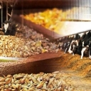 Naqdad Gostar Company, Cotton and alfalfa seed feed sales in Ray Tehran