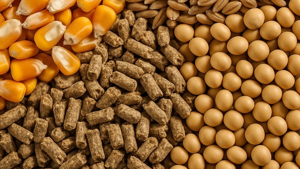 Taliban Garbic Food Trading, Import of Soybean Corn Types in Hashtgerd Karaj