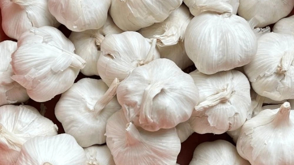 Hamedan's privileged garlic, producer and export of garlic to neighboring countries