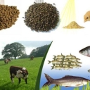Mambini Trading, Buying Poultry and Poultry Sale in Khuzestan