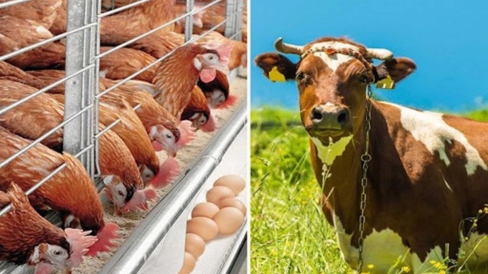 Gramabi Shop, Sale of Poultry and Poultry Foods in Khorasan Razavi