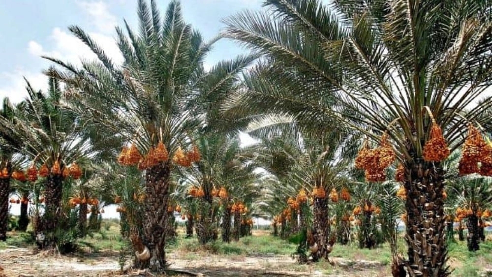 Skilled Palm Navasi, Date Palm Supplier in Khuzestan