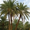 Skilled Palm Navasi, Date Palm Supplier in Khuzestan