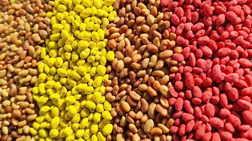 بذرة نقية وجاهزة للزراعة في شيراز
