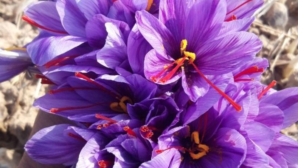 Negin Khorasan Trading, Saffron Sale in Golestan