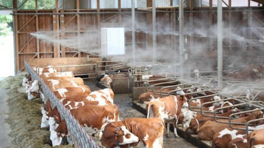 Welfare Welfare Company West Rood, City of Kurdish Livestock Equipment Sale Corporation