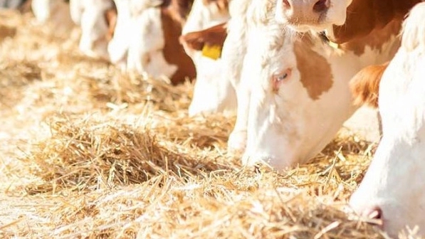 Ir livestock and poultry, sale of wheat and calf straw in Gorgan