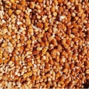 Golestan Nuts, Sale of Blossom Powder and Seedlings in Shahroud