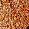 Golestan Nuts, Sale of Blossom Powder and Seedlings in Shahroud