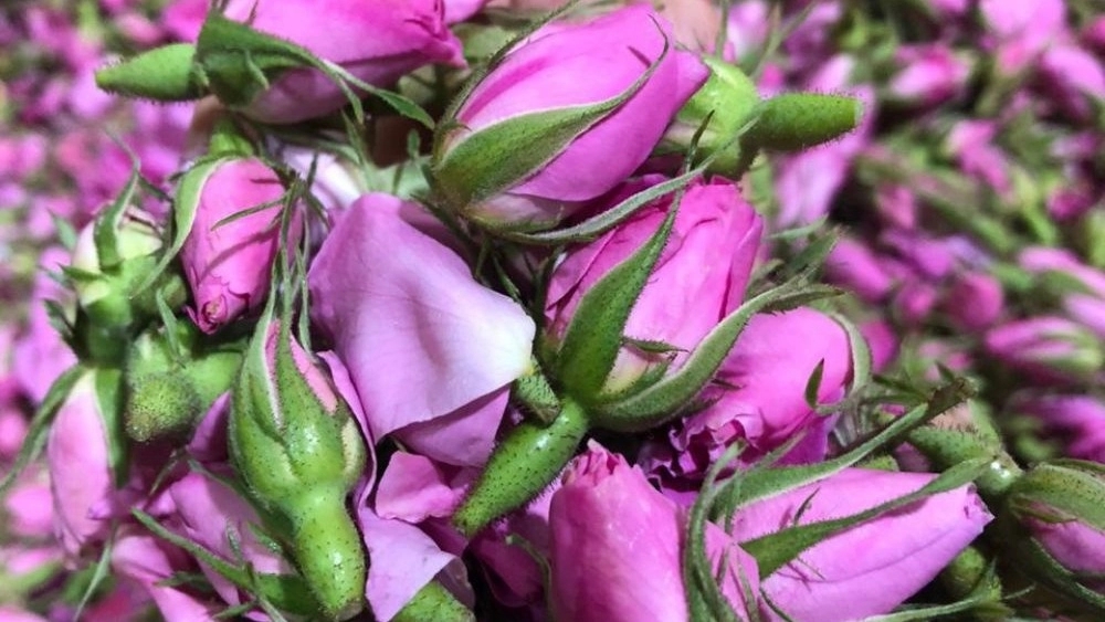 Special Sales of Mohammadi Gul Bud
