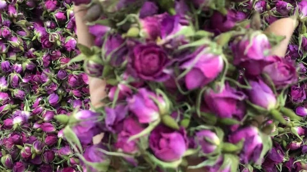Kerman Mohammadi Flower Buddy at reasonable price