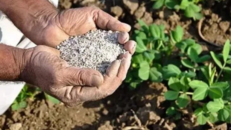 Buy the best fertilizer for greenhouse cultivation, Michaka Mazandaran Trading